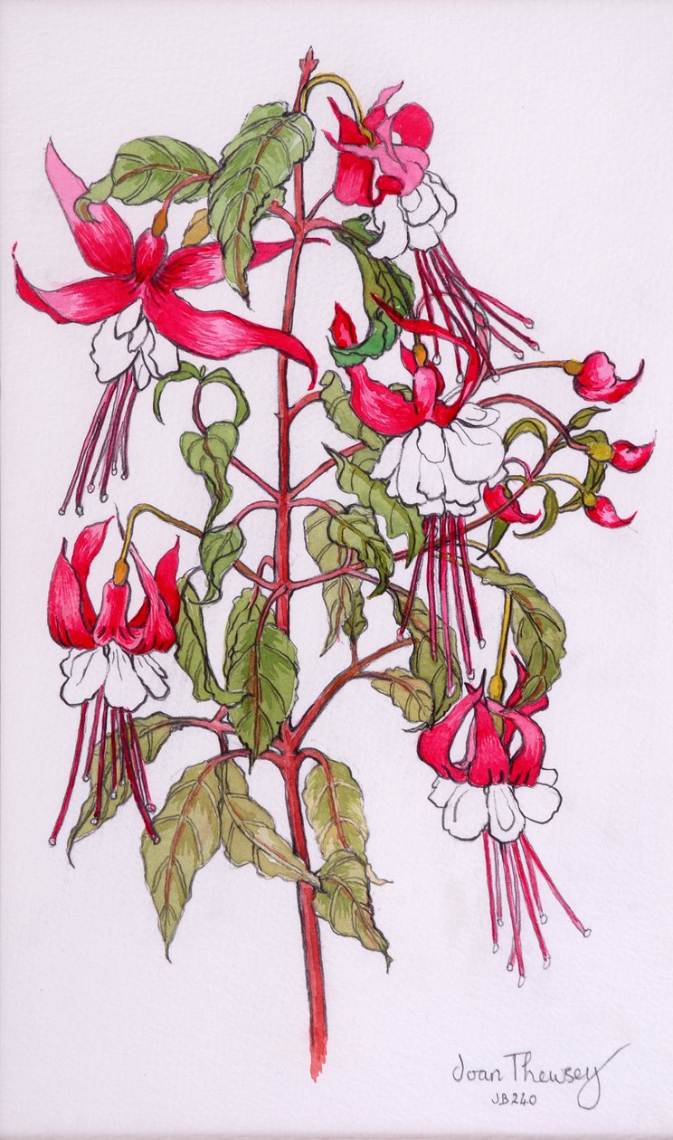 Fuchsias, 2000,blyant med vandfarve af Joan Thewsey