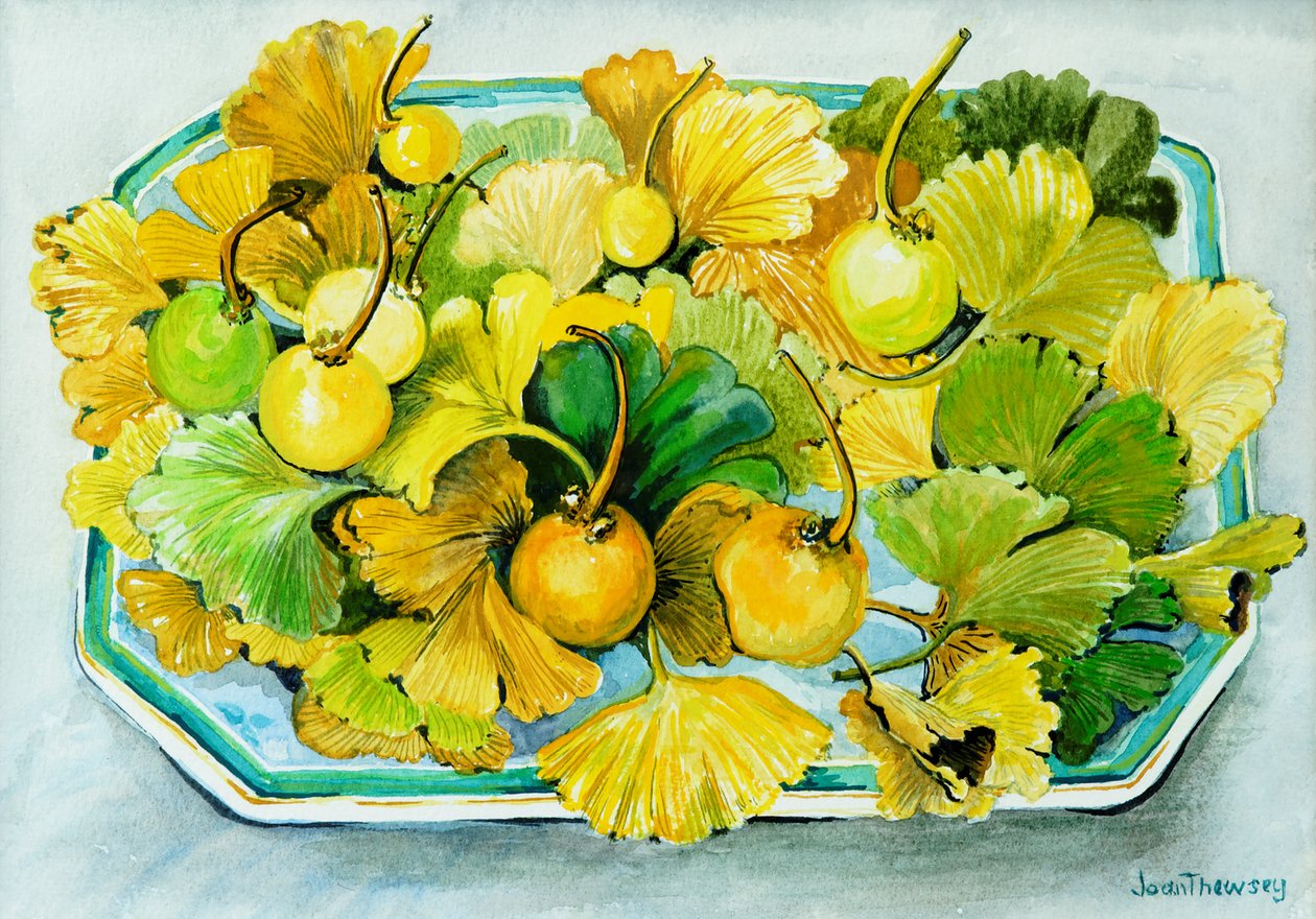 Ginkgo,frugt og blade,2010, akvarel af Joan Thewsey