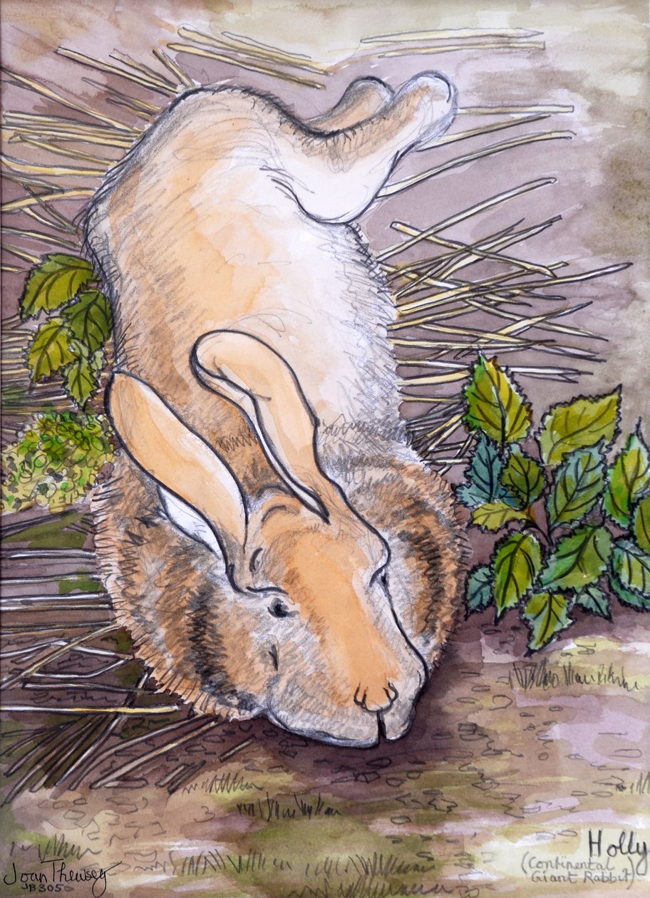 Holly, the Giant Continental Rabbit, 2002, (blyant og akvarel) af Joan Thewsey