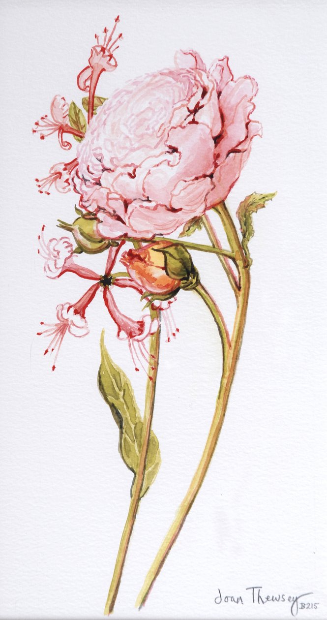 Pink Rose, Abraham Derby with Honeysuckle, 2008 af Joan Thewsey