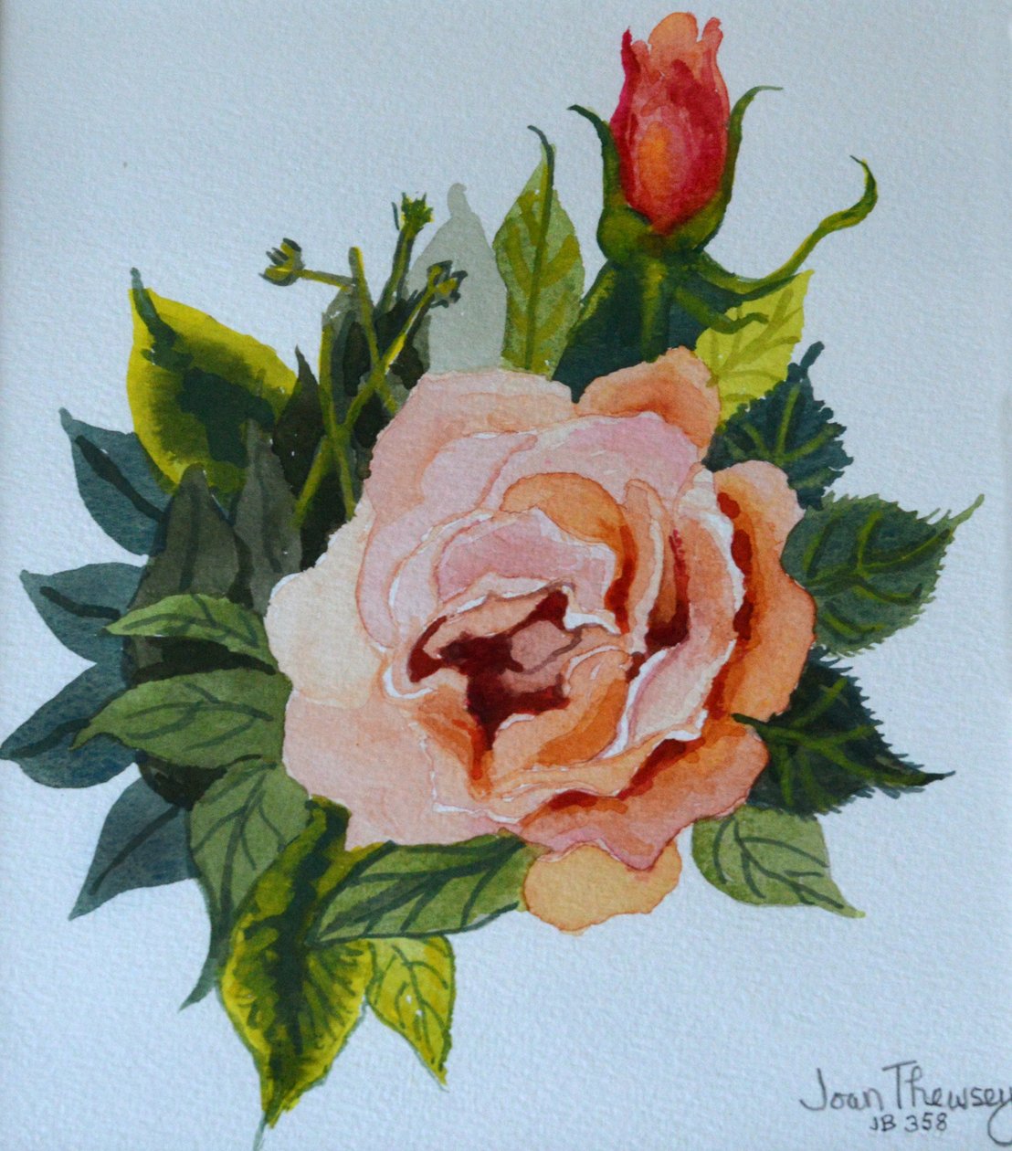 Pink Rose og knopper, 1986,, af Joan Thewsey