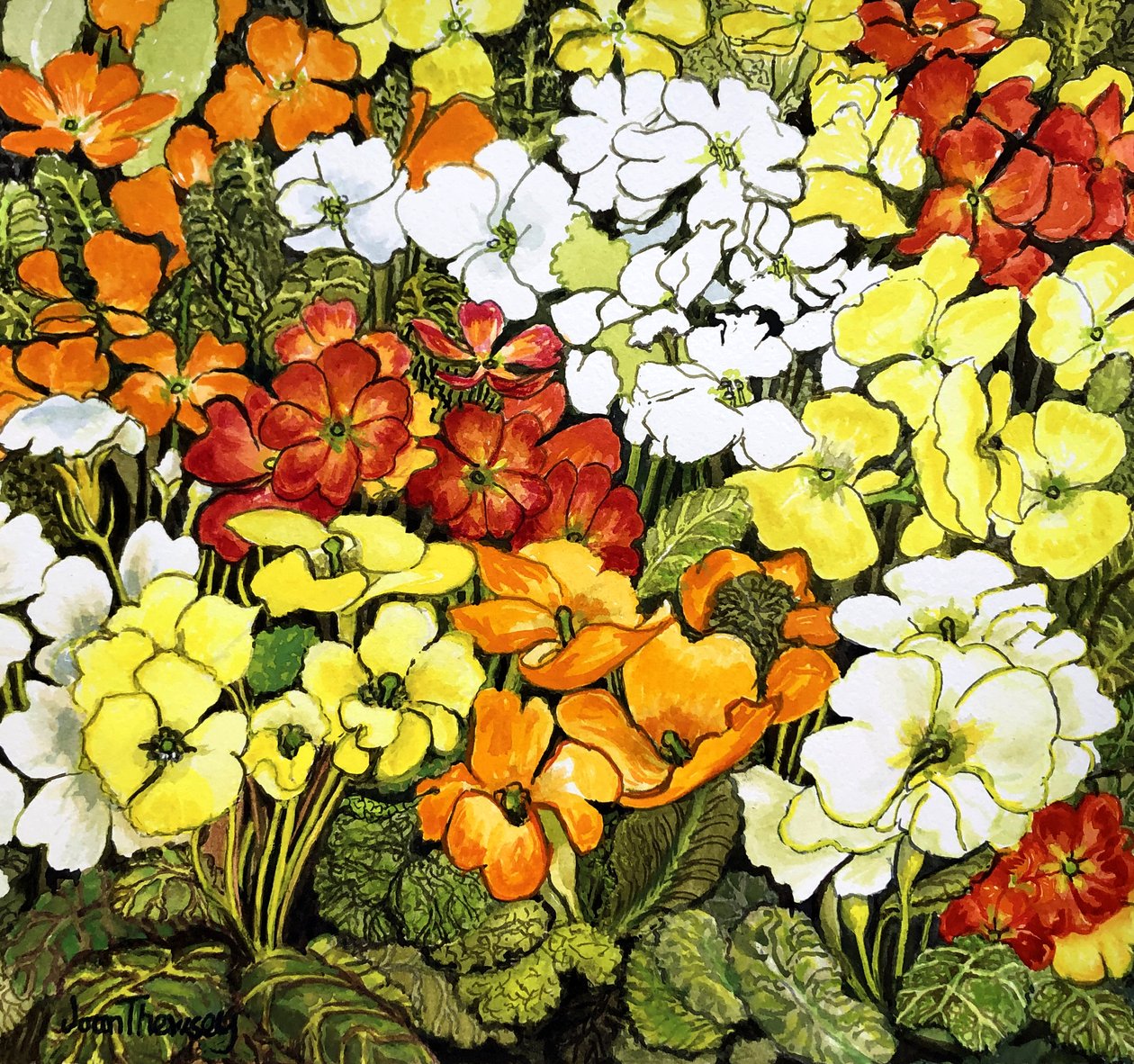 Primrose Border, hvid, gul, orange og rød primula (akvarel) af Joan Thewsey