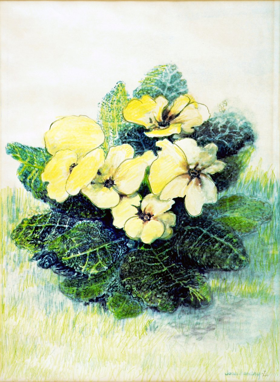 Primrose Pale Yellow, 2005 (vandfarve) af Joan Thewsey