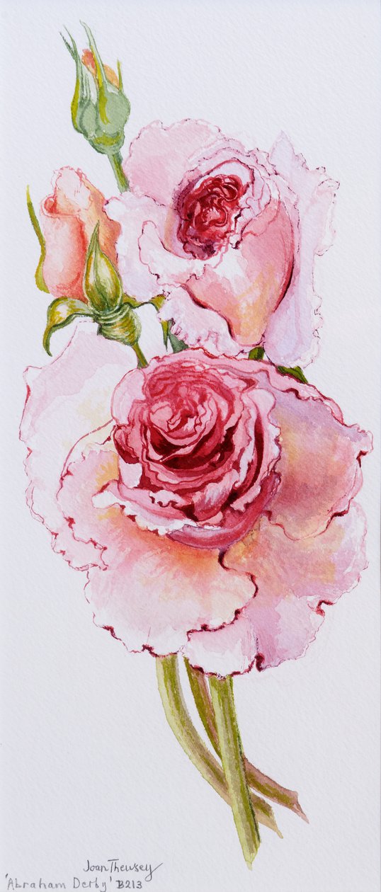 Roses (Abraham Derby), 2010, akvarel af Joan Thewsey