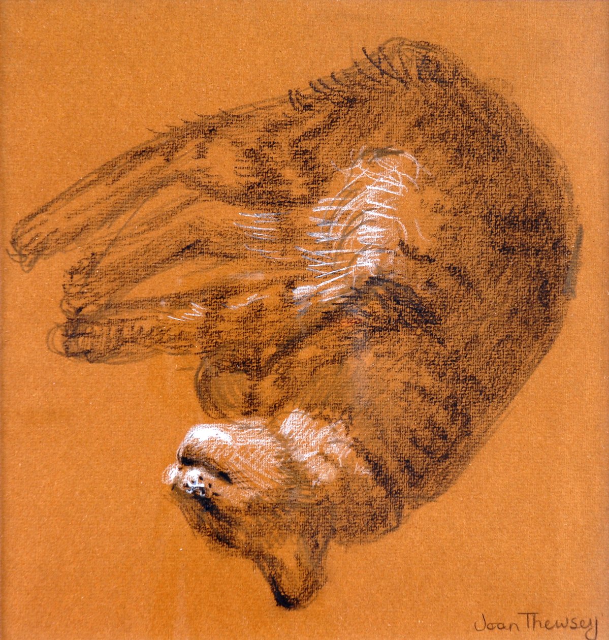 Sleeping Tabby Cat, 2005, (grafit og hvid pastel) af Joan Thewsey