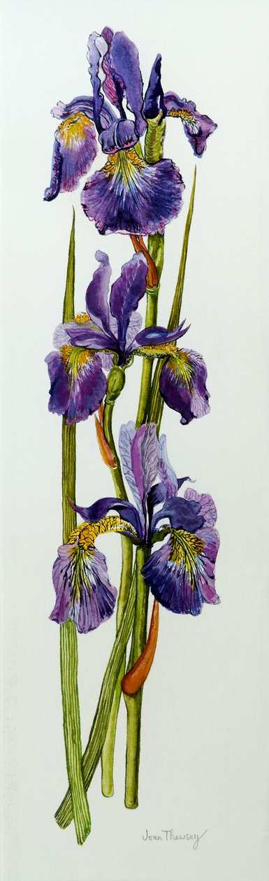 Tre iris med blade, 2010, akvarel af Joan Thewsey