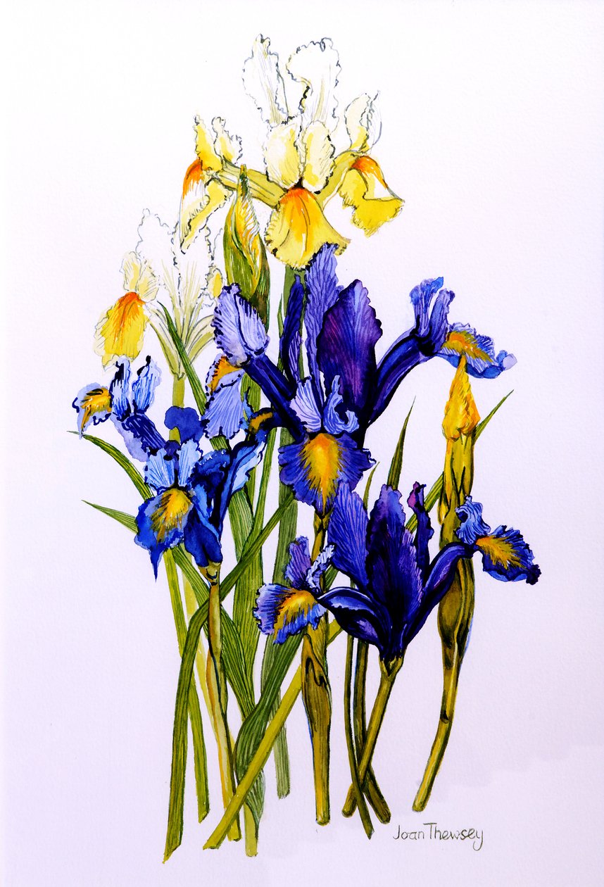 Tre lilla og to gule iris med knopper,2010,akvarel af Joan Thewsey