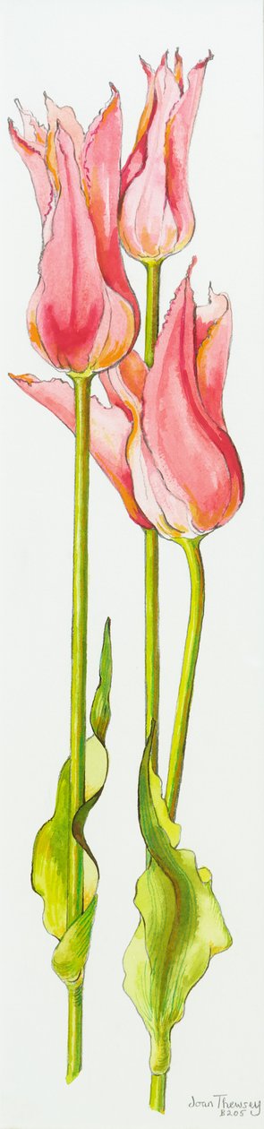 Tre røde lilje-blomstrede tulipaner Marianne,akvarel,2010 af Joan Thewsey