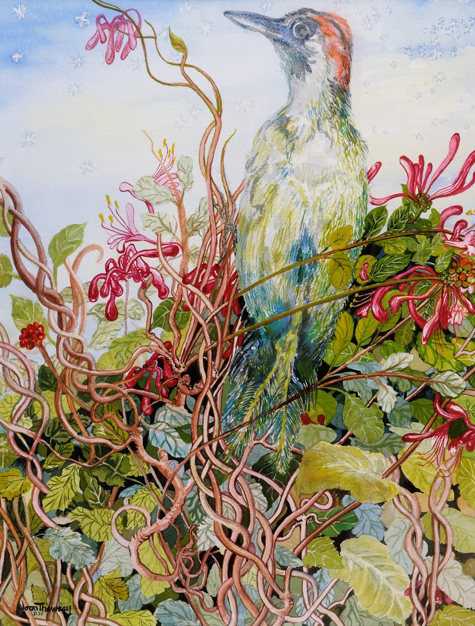 Spætte i kaprifolier, 2010, akvarel af Joan Thewsey