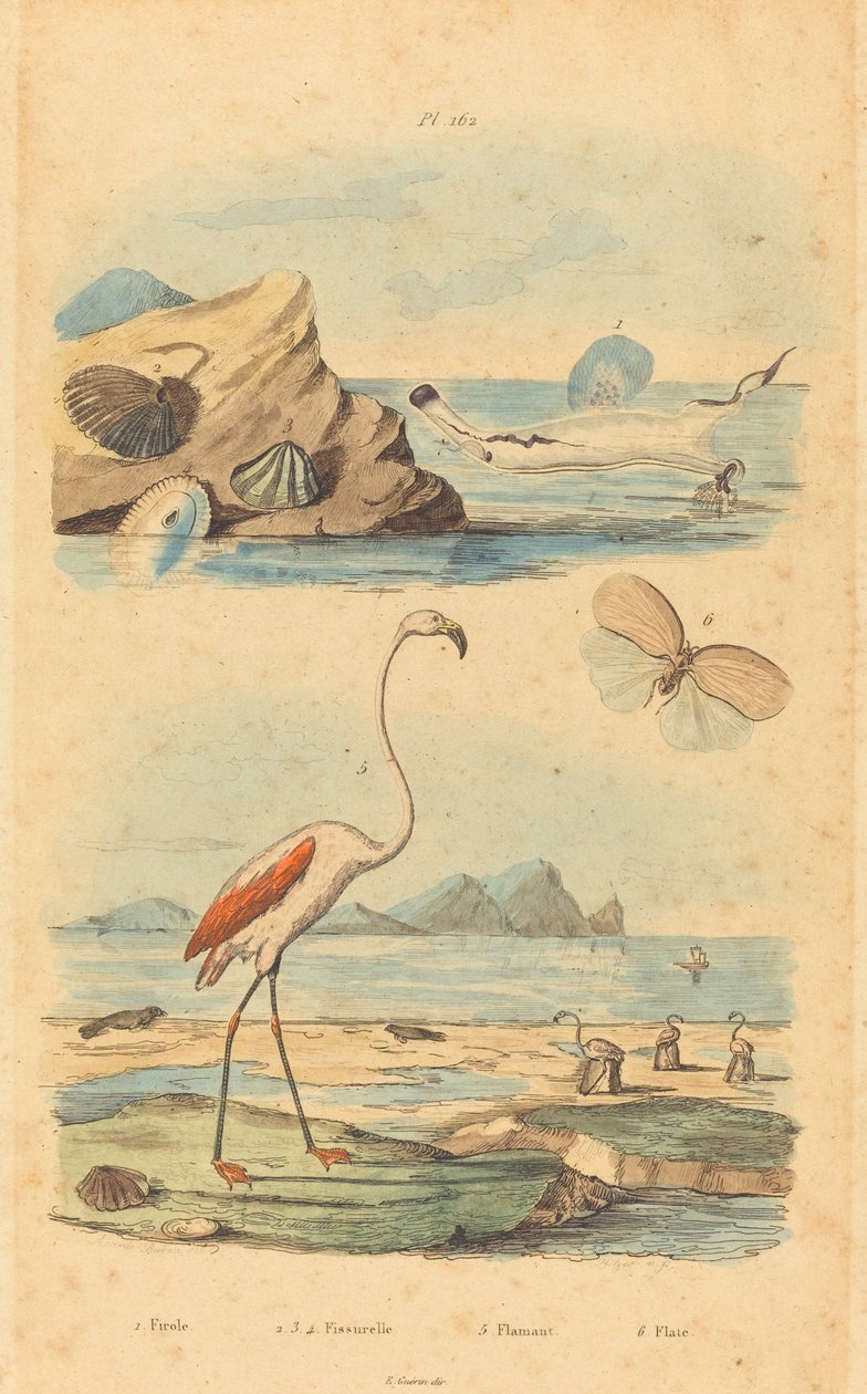 Flamingoer og skaller af Joh. Baptist Pfitzer after Acavie Baron