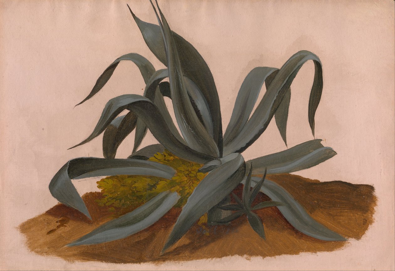 Undersøgelse af en Agave af Johan Christian Dahl