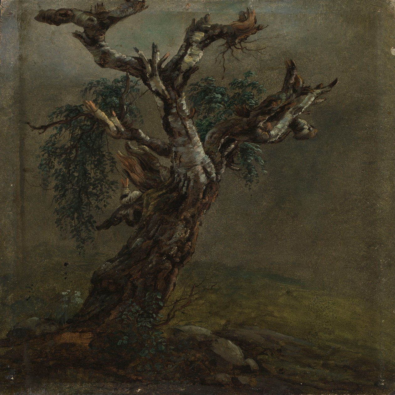 En knudret birkestamme. Studie af Johan Christian Dahl