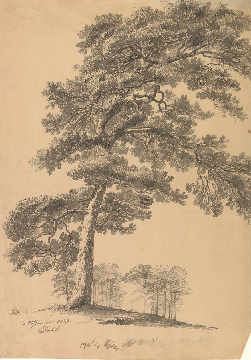 Fyrretræ af Johan Christian Dahl