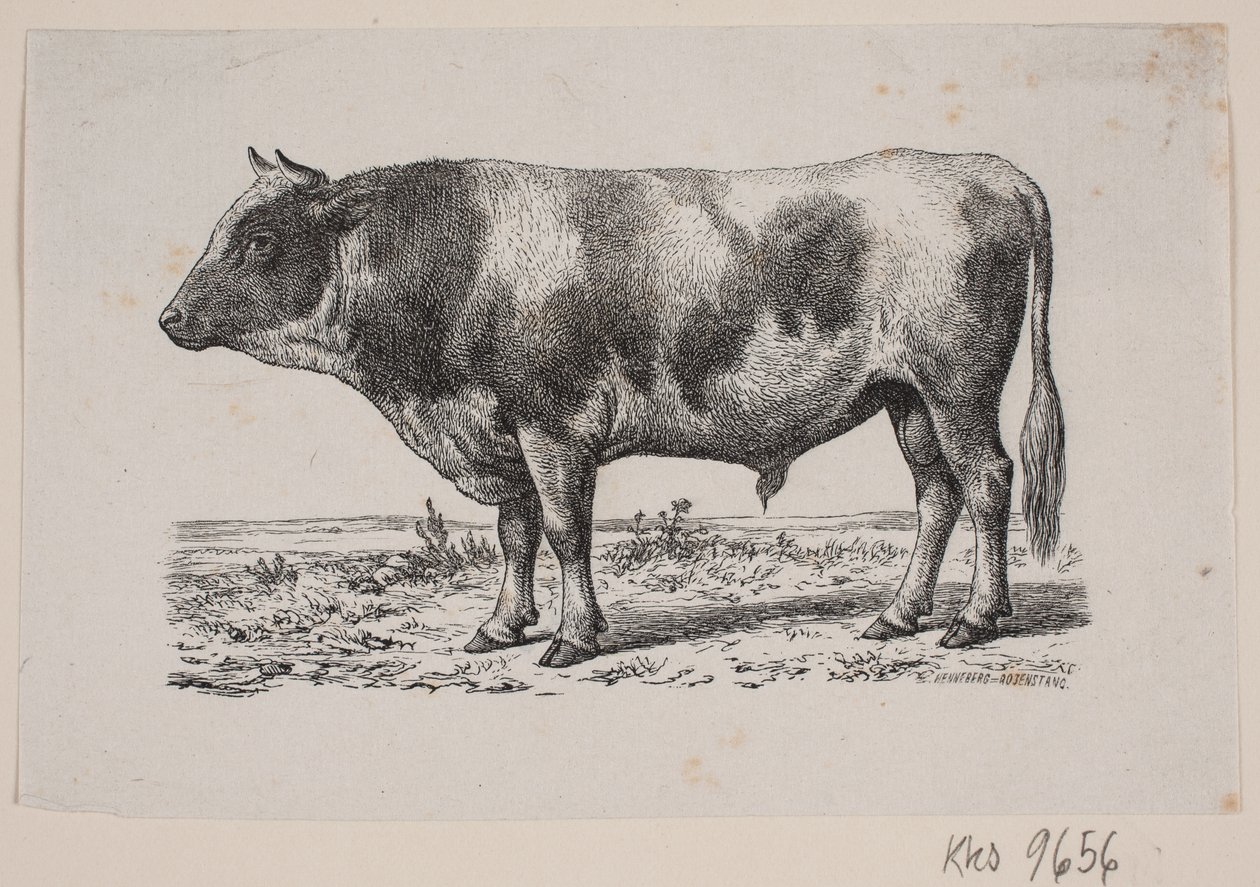 En tyr af Johan Frederik Rosenstand