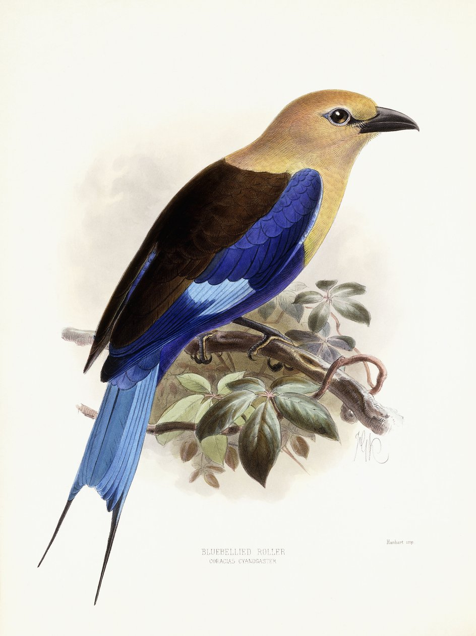 Bluebellied Roller, 1893 af Johan Gerard Keulemans