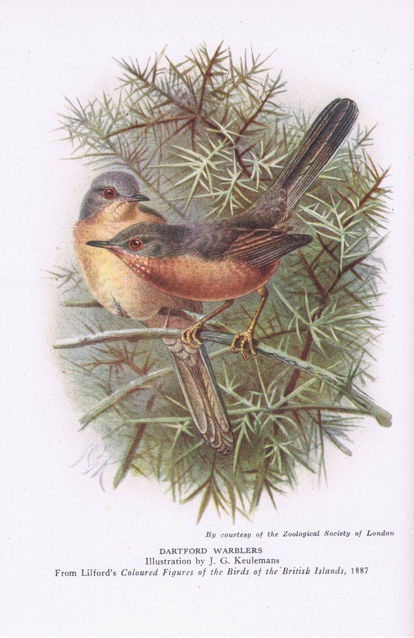 Dartford Warblers, Nature in Britain udgivet af Collins, 1946 af Johan Gerard Keulemans