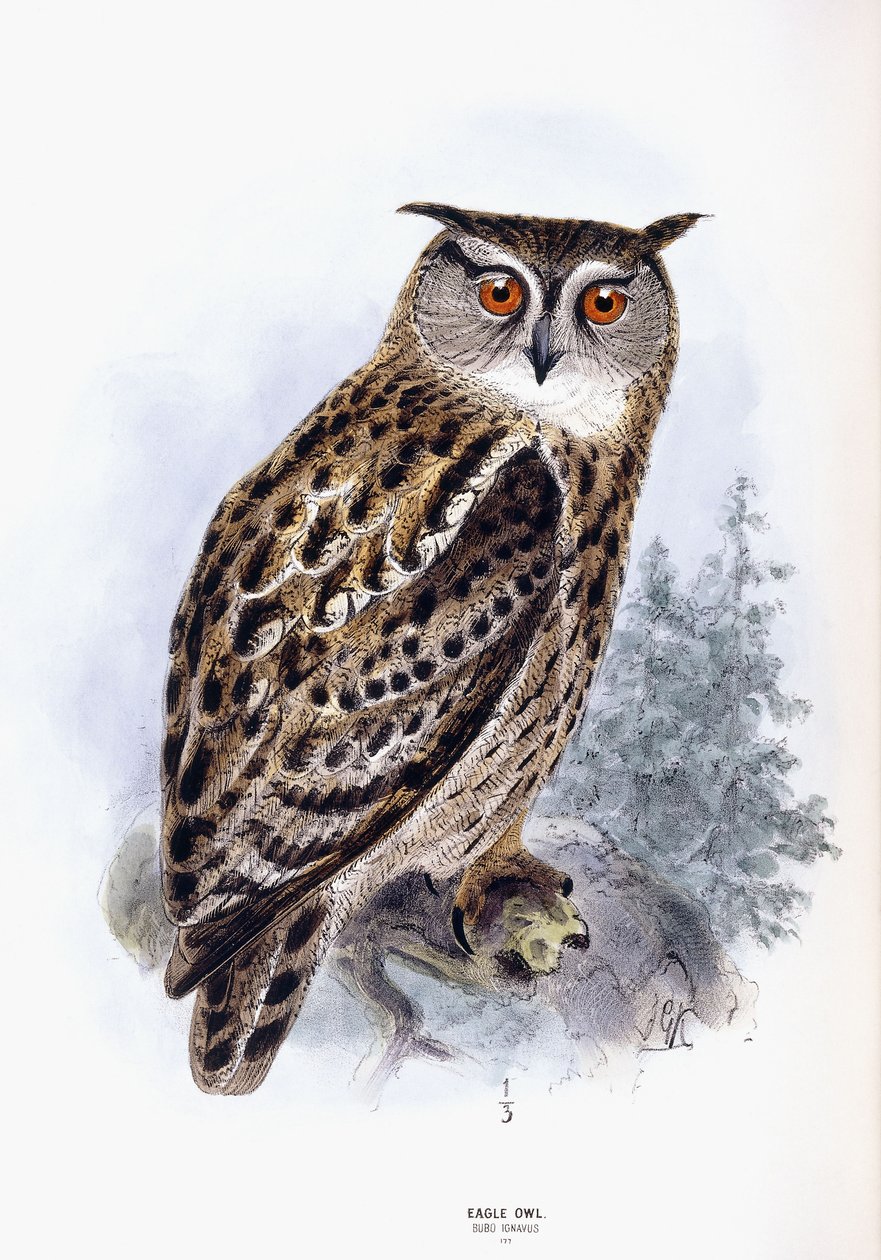 Ørneugle af Johan Gerard Keulemans