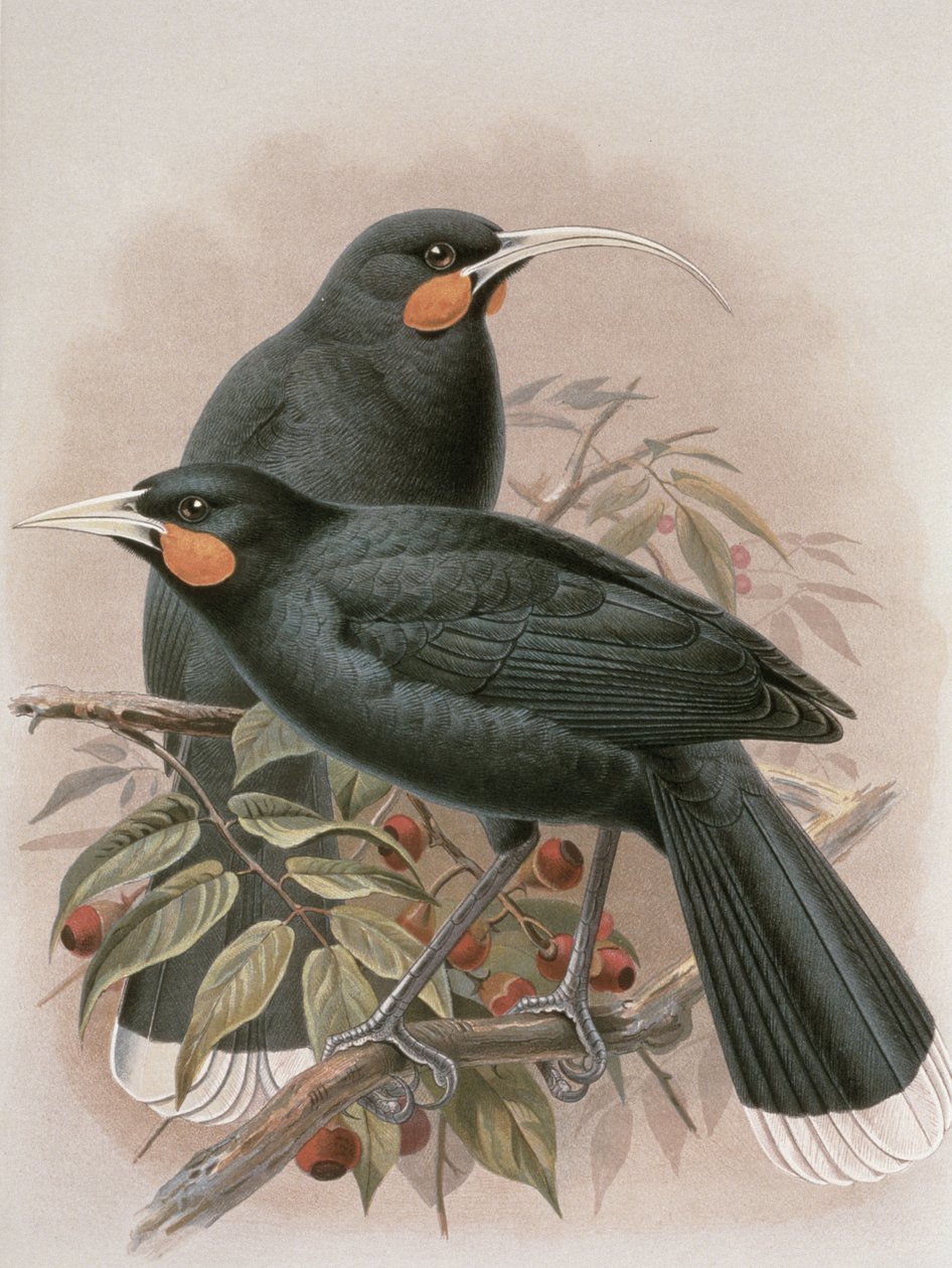 Huia, illustration fra 