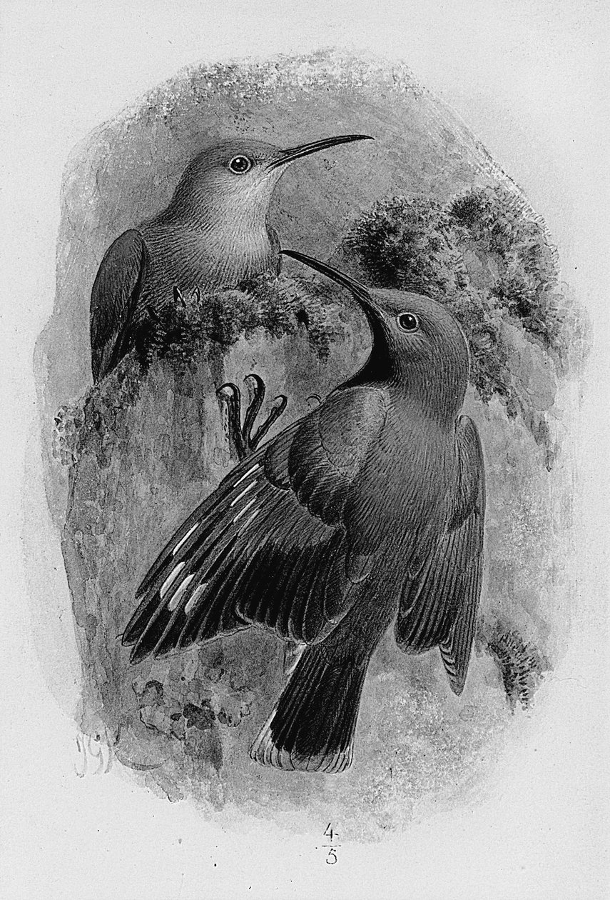 Et par vægsmygere af Johan Gerard Keulemans