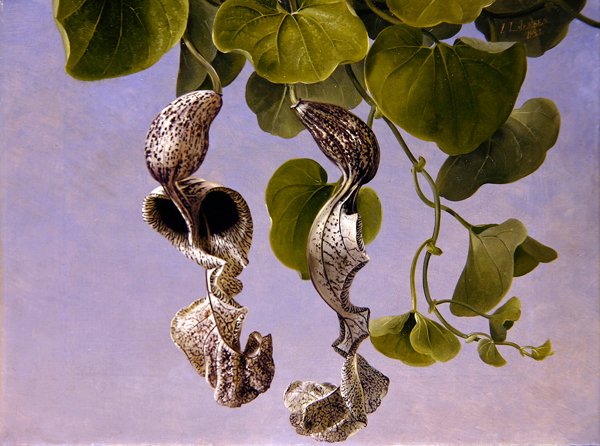 Osterluzei-blomster (Aristolochia Cymbifera) af Johan Laurents Jensen