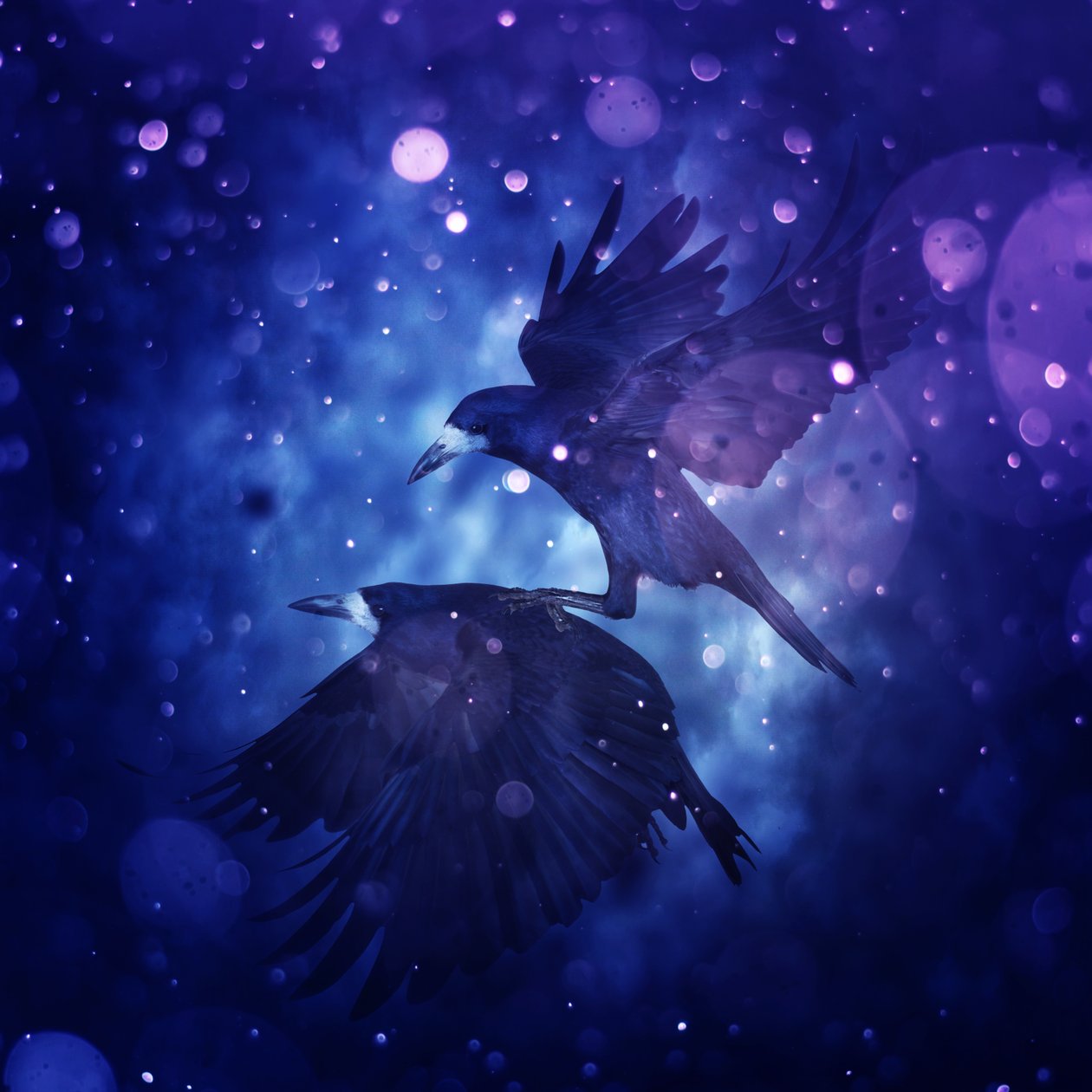 Bird Kingdom 3, 2018 (digital fotokunst) af Johan Lilja