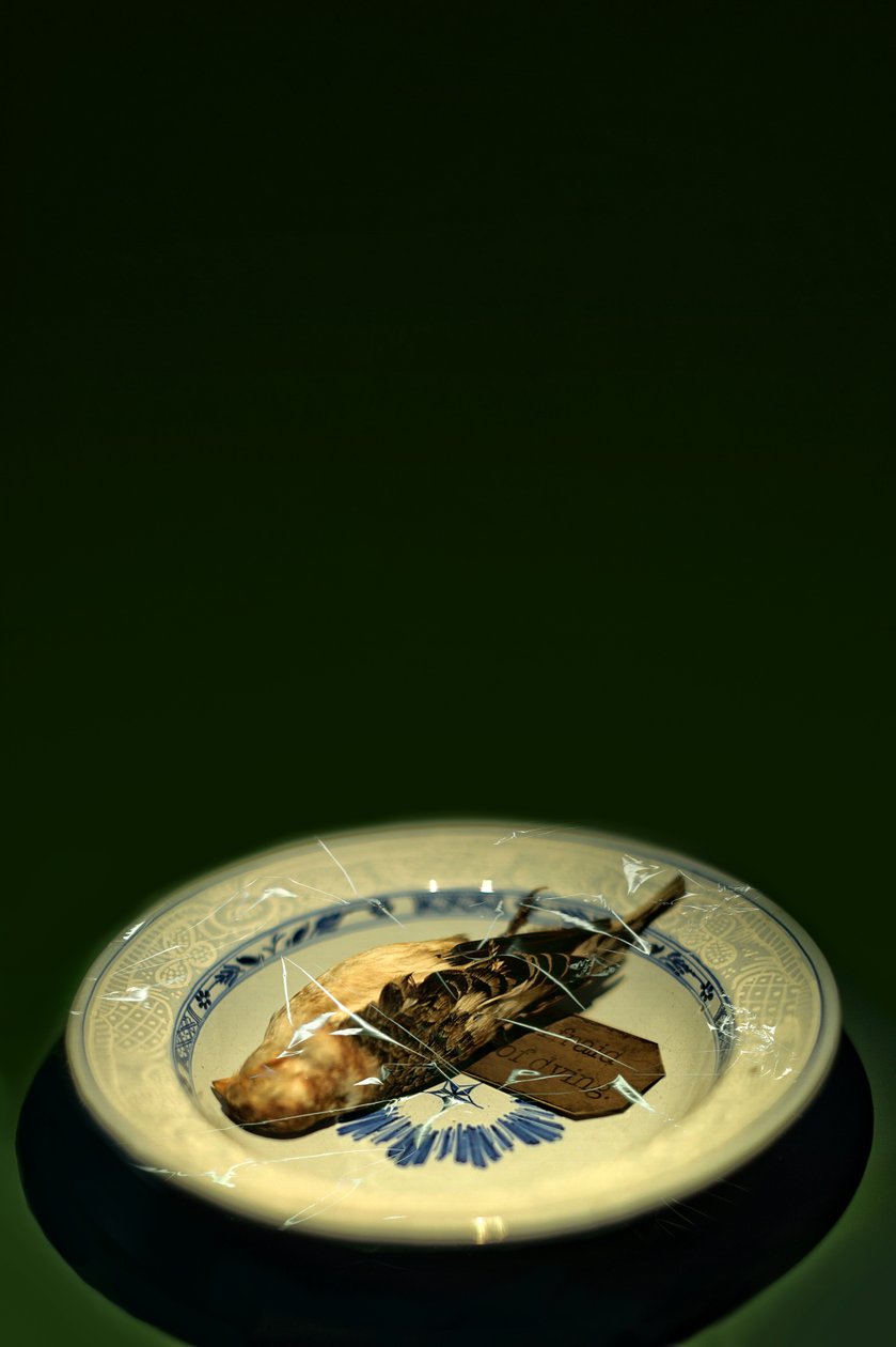 Fugleplade, 2015 (fotografi) af Johan Lilja