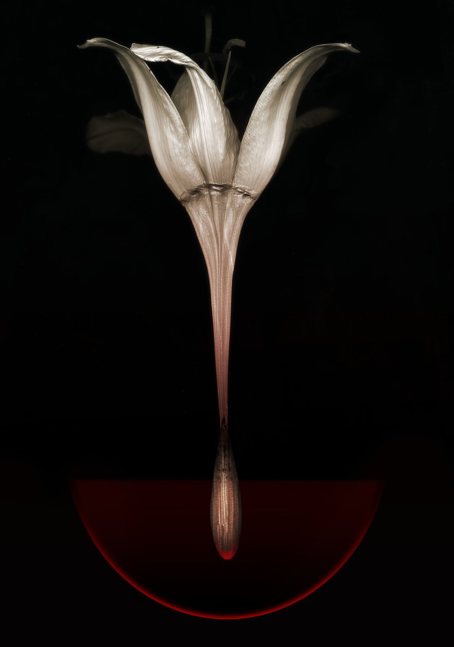 Blødende lilje, 2013 (fotografi) af Johan Lilja