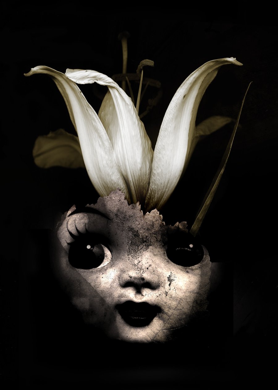 Dukkeblomst, 2013 (fotografi) af Johan Lilja