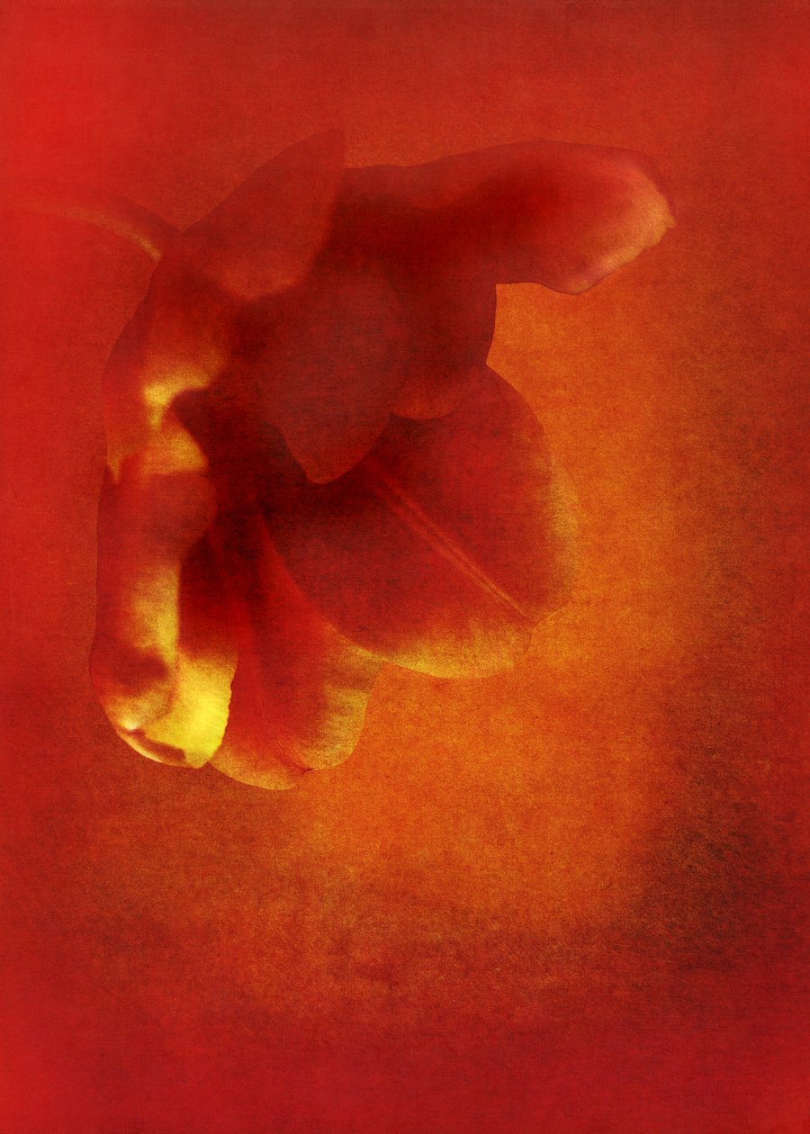 Blomst i rødt, 2016 digital fotokunst) af Johan Lilja