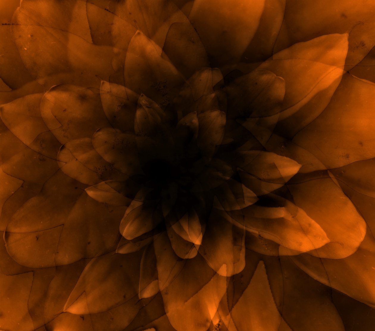 Blomsterorange, 2016 (digitalt kunsttryk) af Johan Lilja