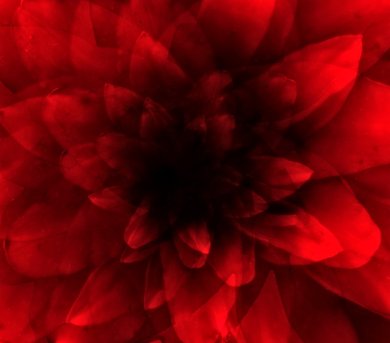 Blomsterrød nuance, 2016 (digitalt kunsttryk) af Johan Lilja