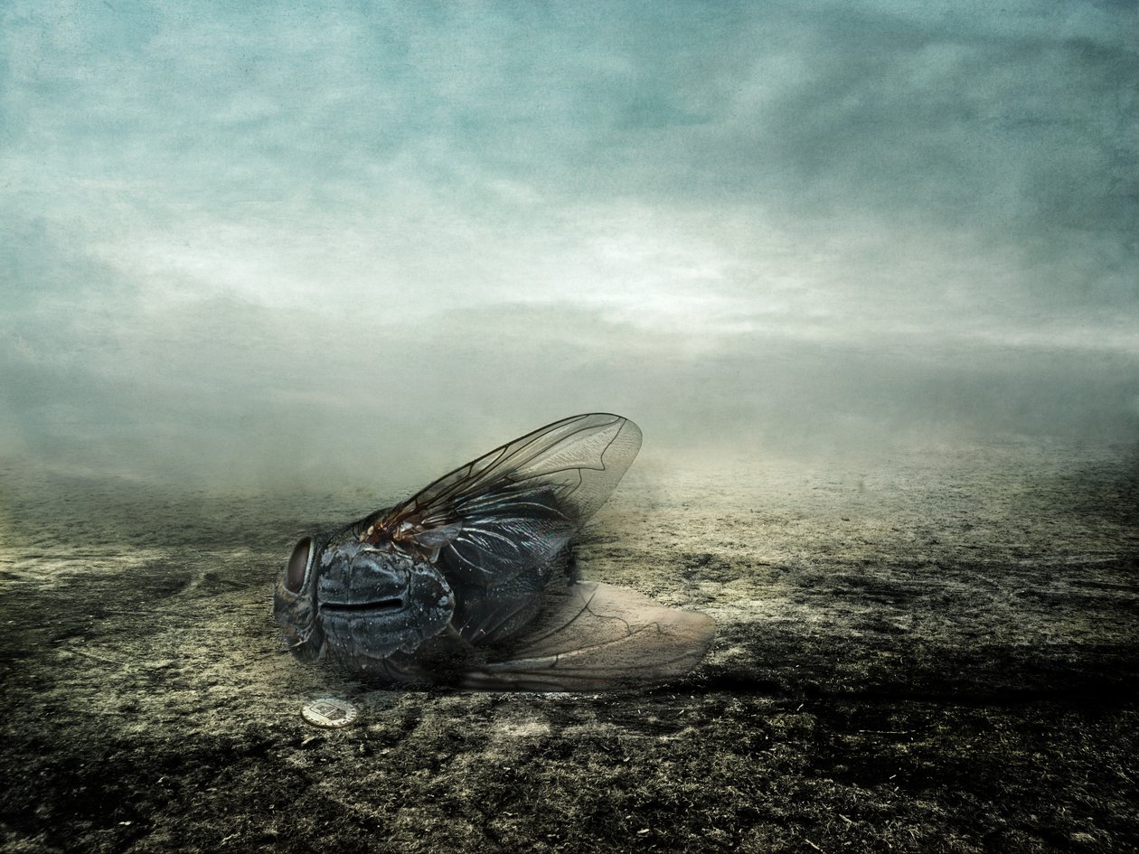 Fly, 2013 (fotografi) af Johan Lilja