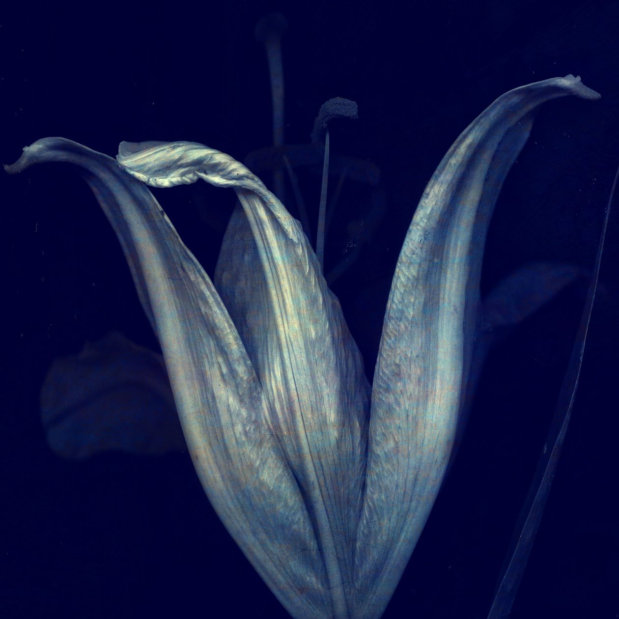 Lily 1, 2018 (digital fotokunst) af Johan Lilja