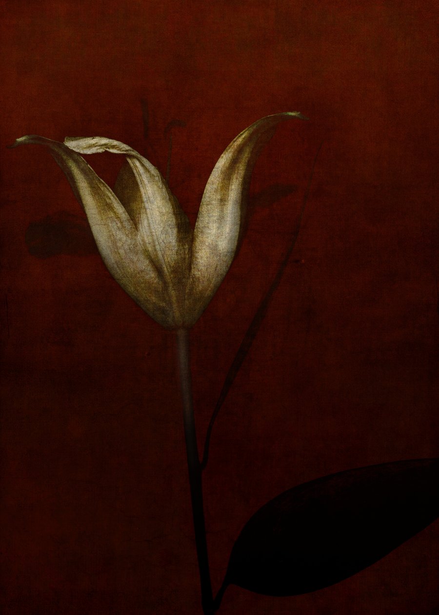 Lily, 2015 (digital fotokunst) af Johan Lilja