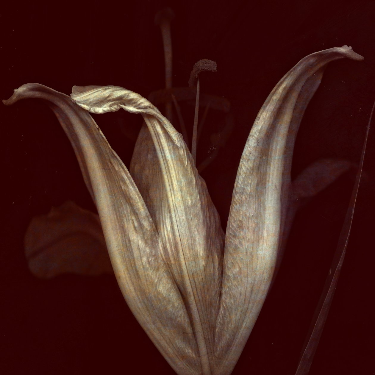 Lily 2, 2018 (digital fotokunst) af Johan Lilja