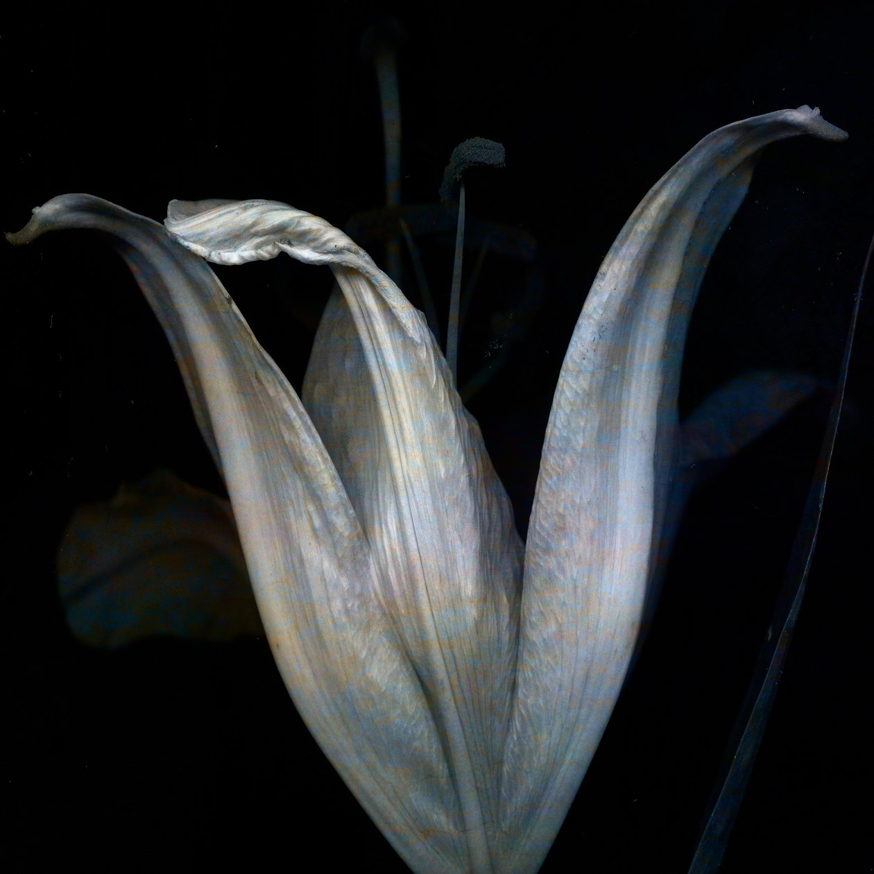 Lily 3, 2018 (digital fotokunst) af Johan Lilja
