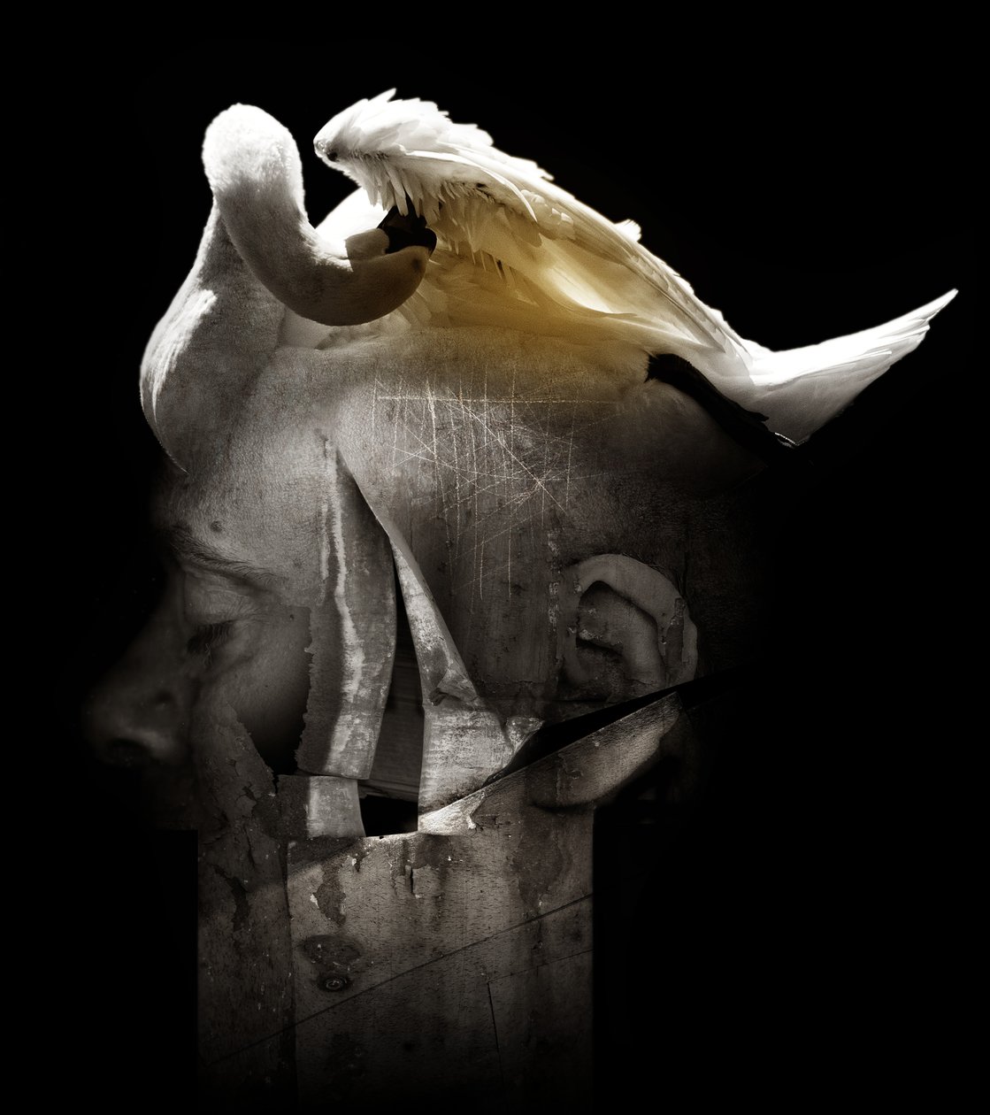 Swan, 2013 (fotografi) af Johan Lilja