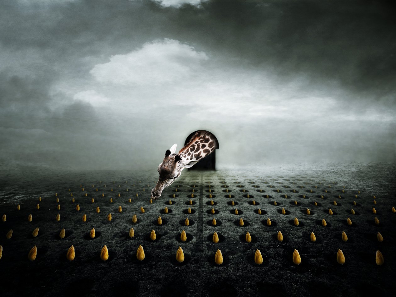 Ttulip thief 2, 2013 (fotografi) af Johan Lilja