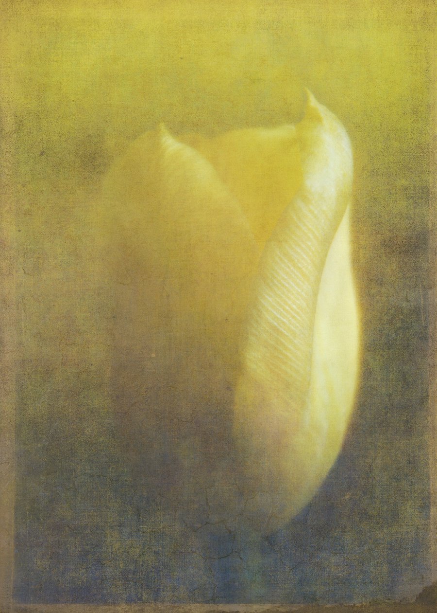 Tulipan, 2015 (digital fotokunst) af Johan Lilja