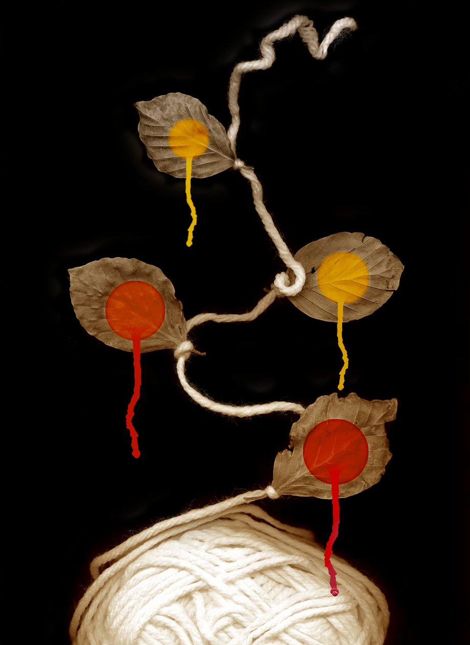 Garnopblomstring, 2013 (fotografi) af Johan Lilja