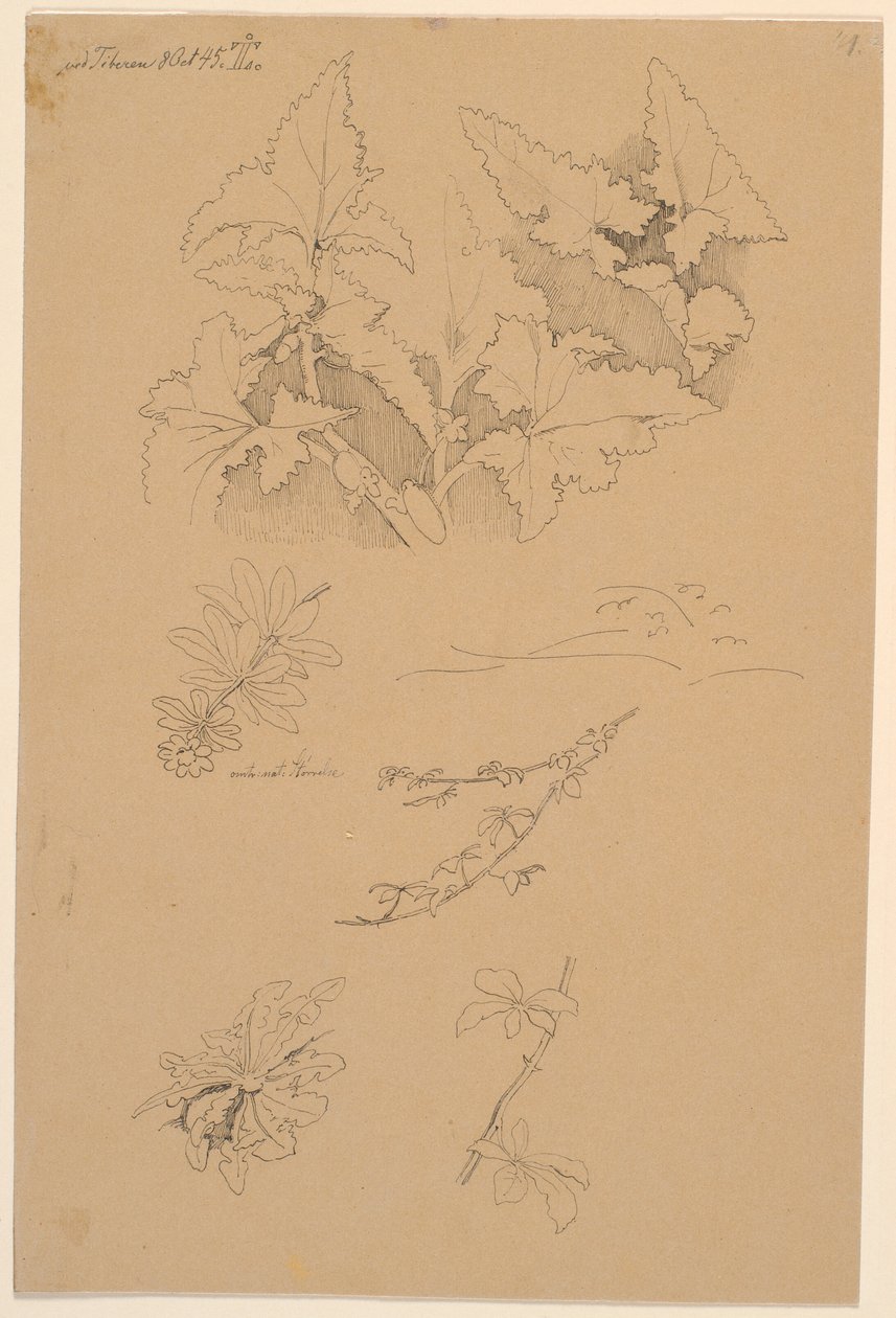 Blad- og blomsterstudier af Johan Thomas Lundbye