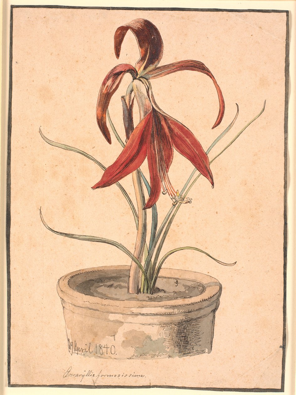 Blomstrende Amaryllis af Johan Thomas Lundbye