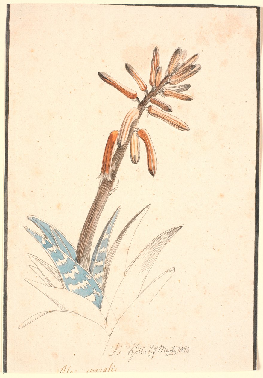 Blomstrende aloe af Johan Thomas Lundbye