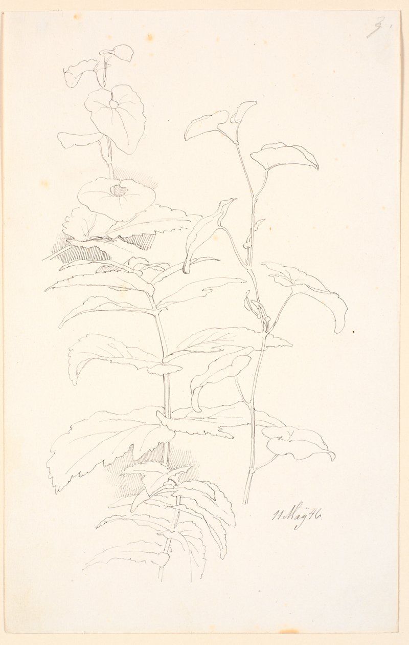 Plantestudier, bl.a. af snerle af Johan Thomas Lundbye