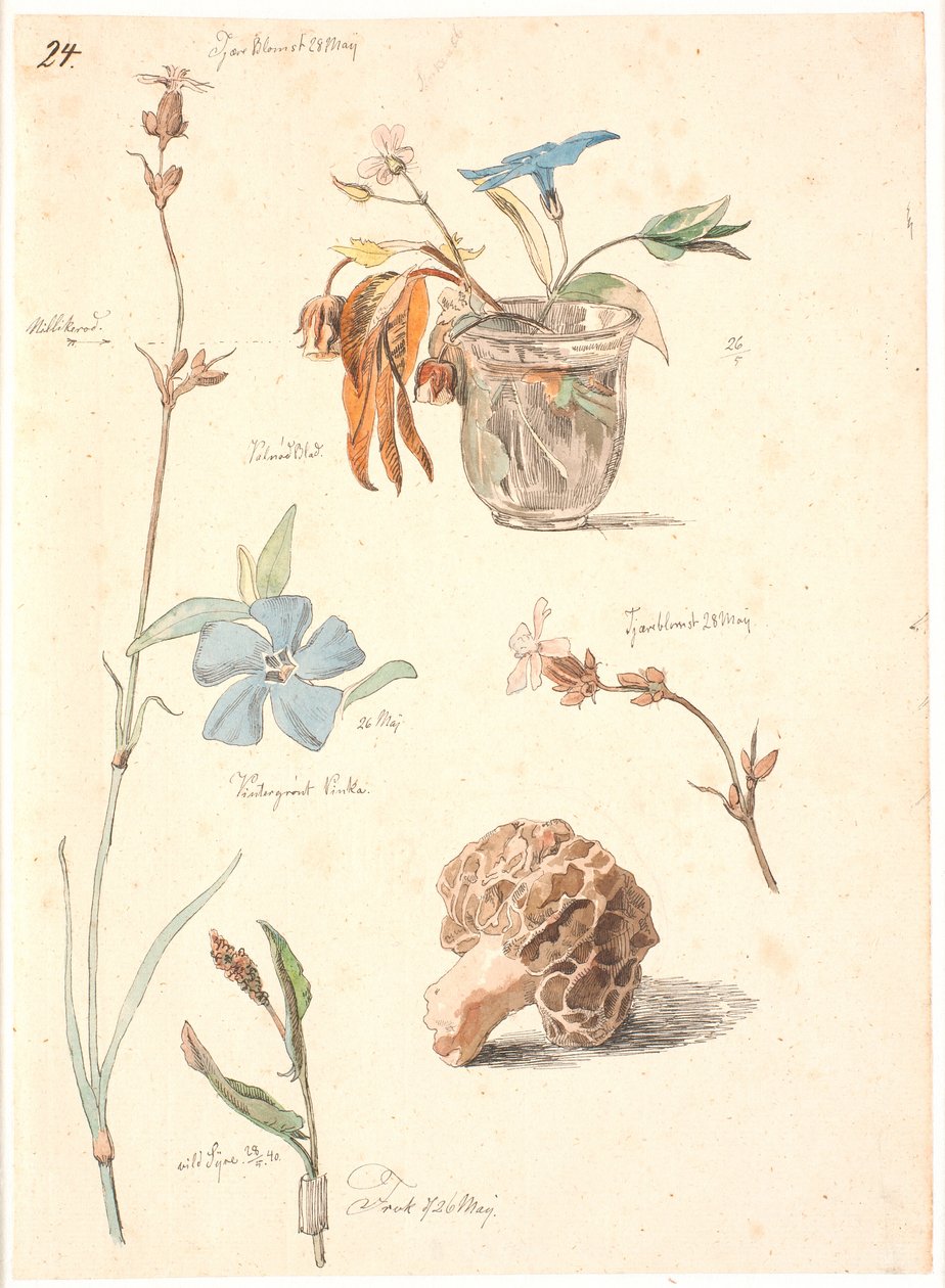Studieblad med blomster og planter af Johan Thomas Lundbye