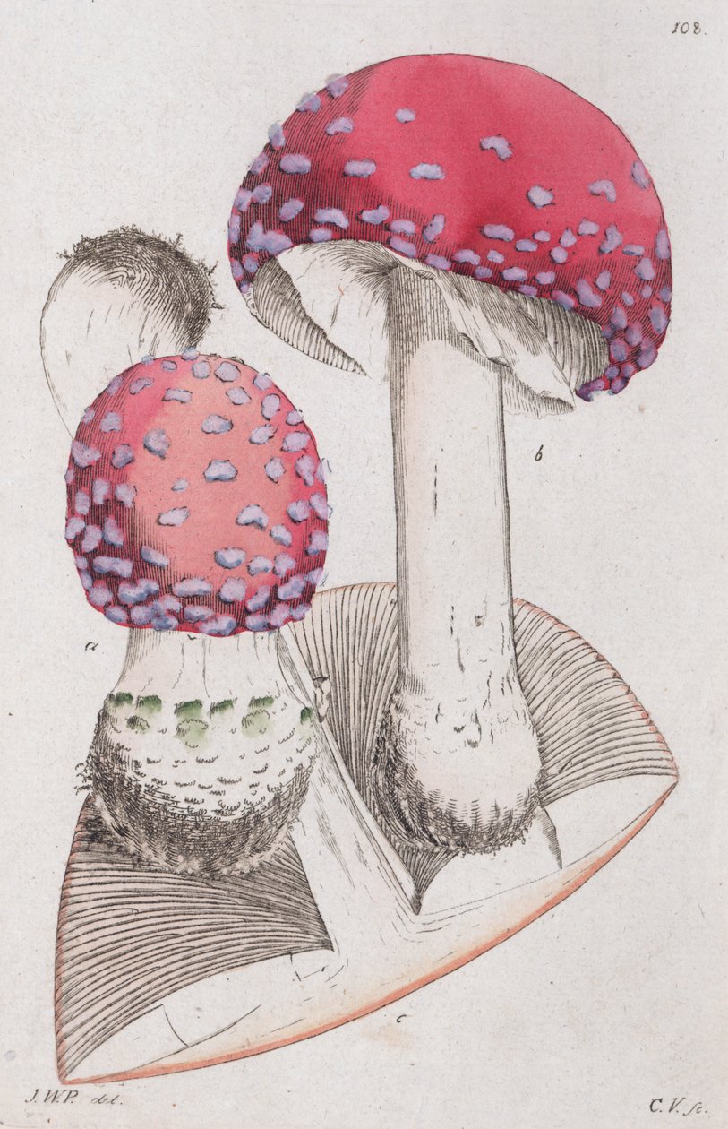Amanita muscaria, 1804-1811 af Johan Wilhelm Palmstruch