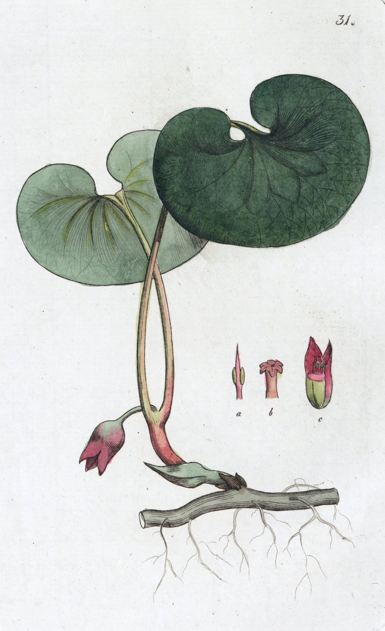Asarabacca Asarum europaeum, 1804-1811 af Johan Wilhelm Palmstruch