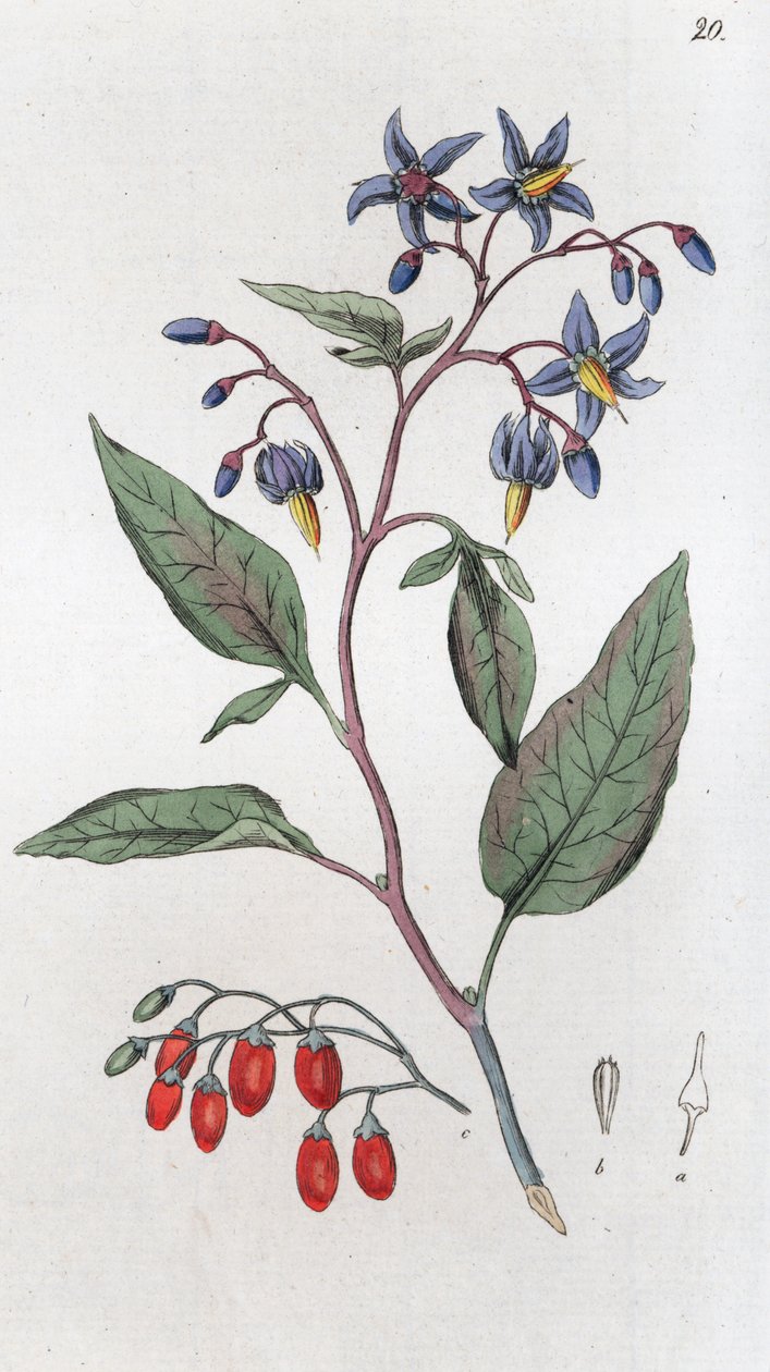 Bittersød Solanum dulcamara, 1804-1811 af Johan Wilhelm Palmstruch