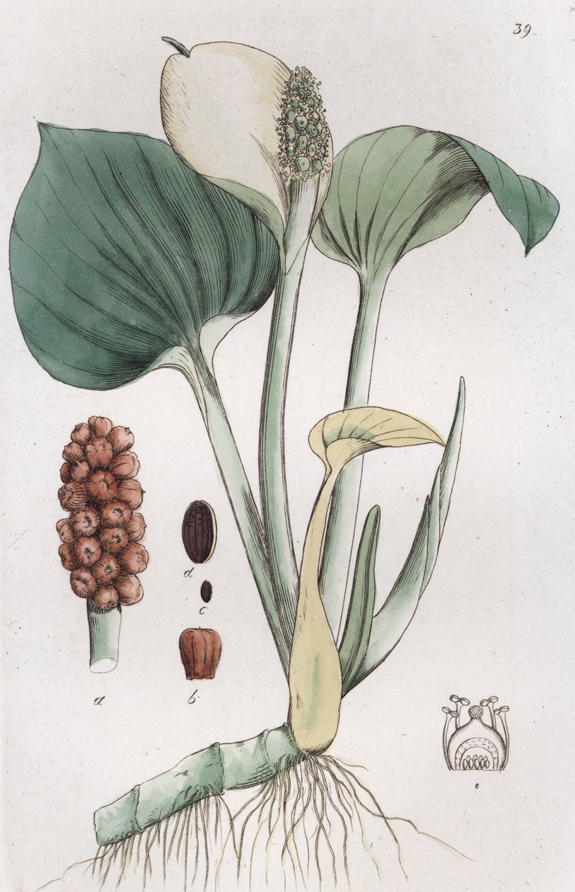 Bog Arum Calla moser, 1804-1811 af Johan Wilhelm Palmstruch