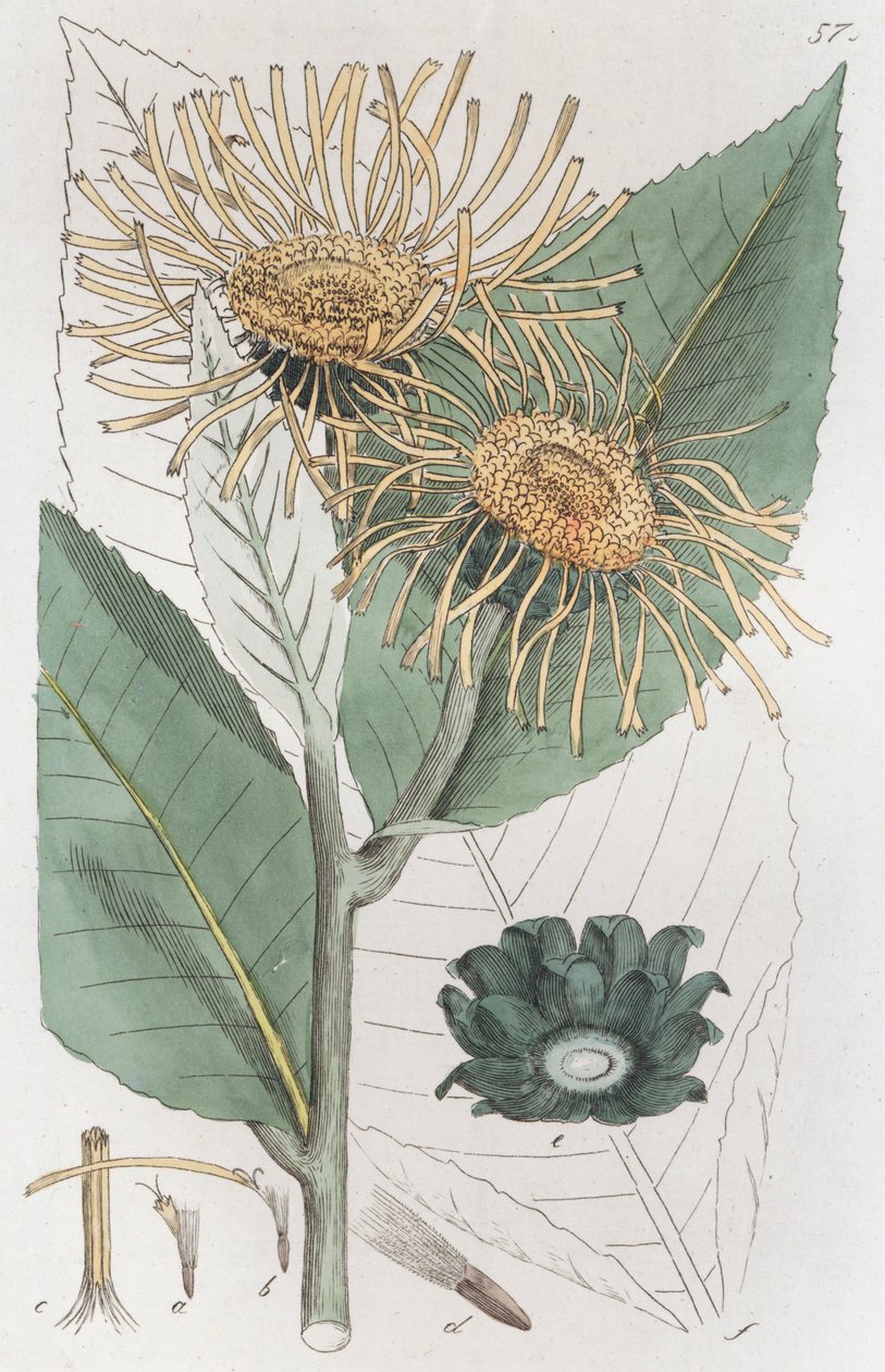 Elecampane Inula helenium, 1804-1811 af Johan Wilhelm Palmstruch